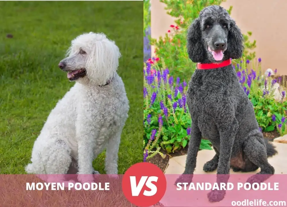 moyen poodle vs standard poodle