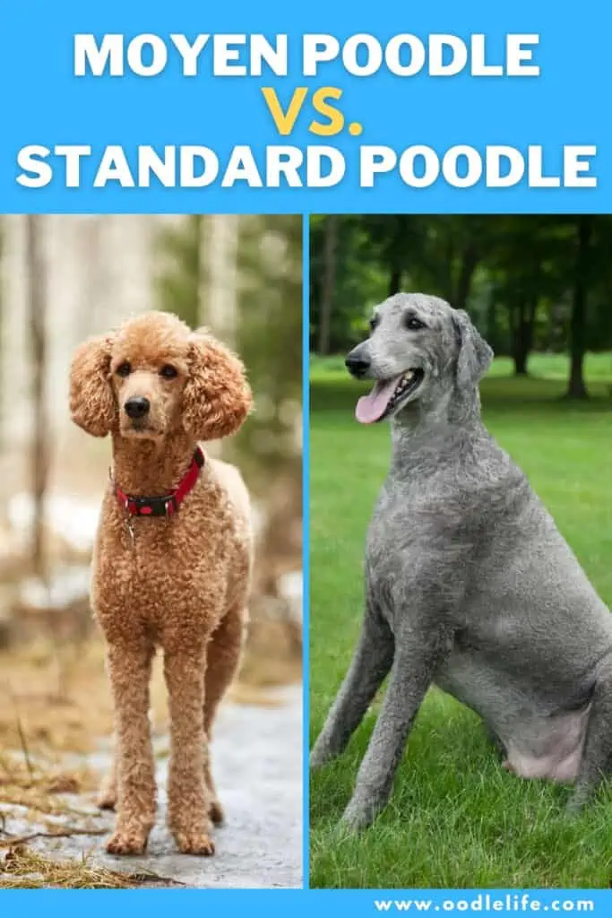 moyen poodle vs standard poodle