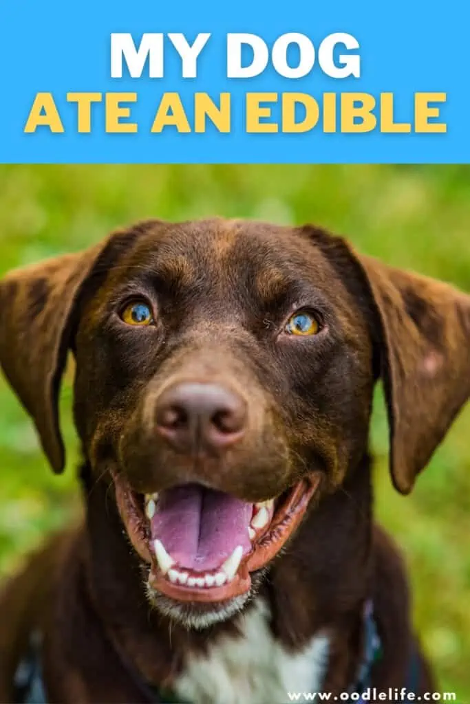 what will happens to a dog that eats an edible