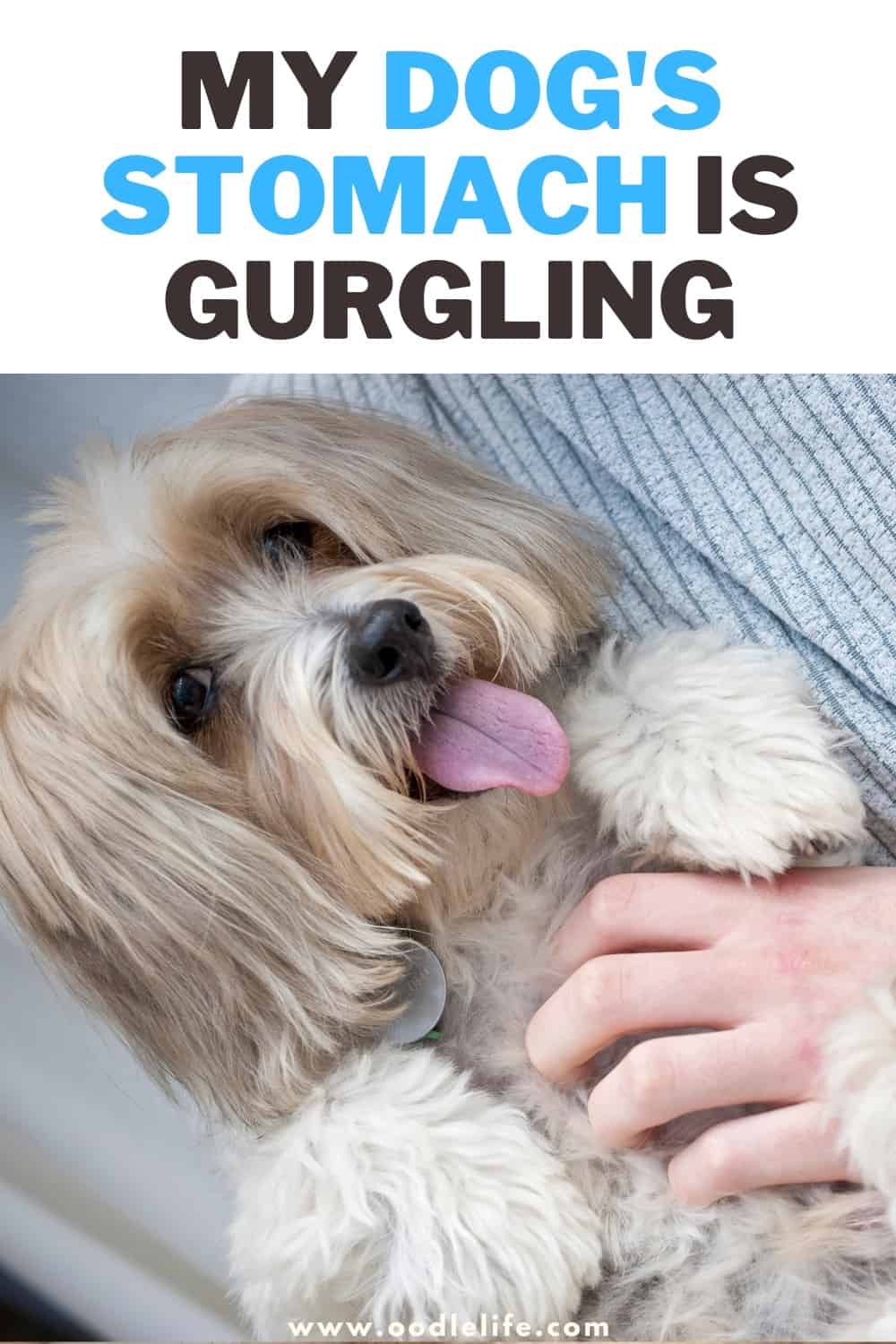 Why Is My Dog’s Stomach Is Gurgling? Oodle Life
