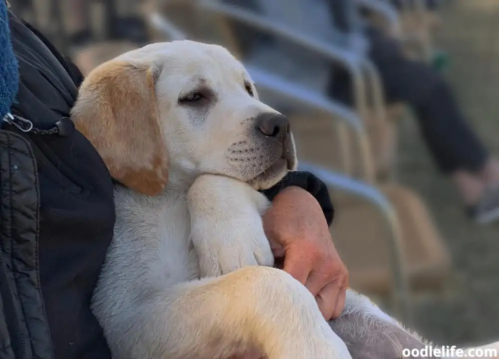 can you feel puppies at 5 weeks