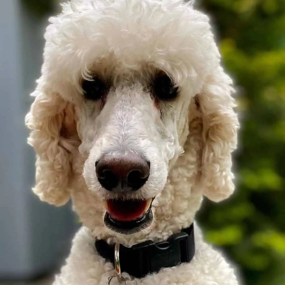 panting Standard Poodle