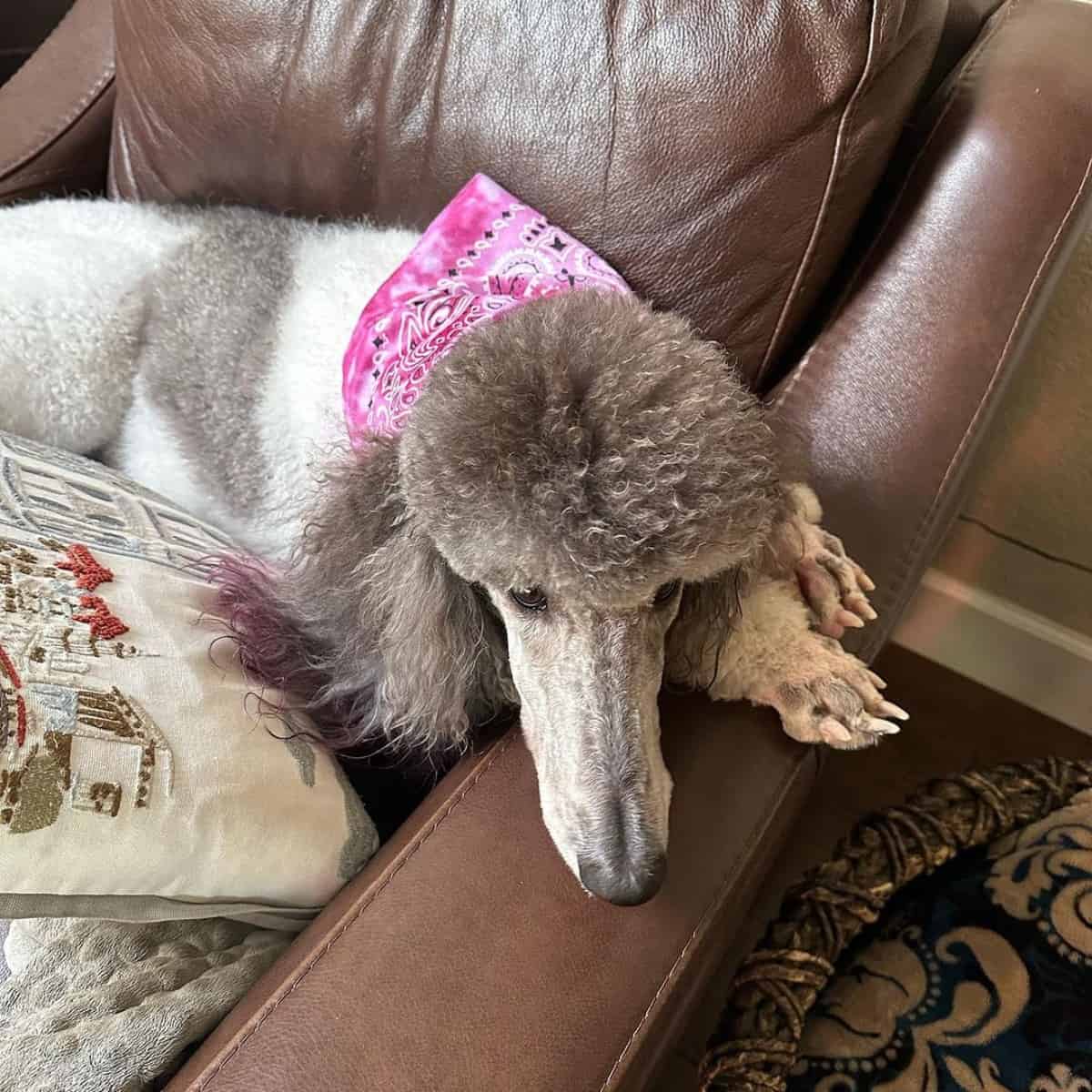 parti Poodle wearing bandana
