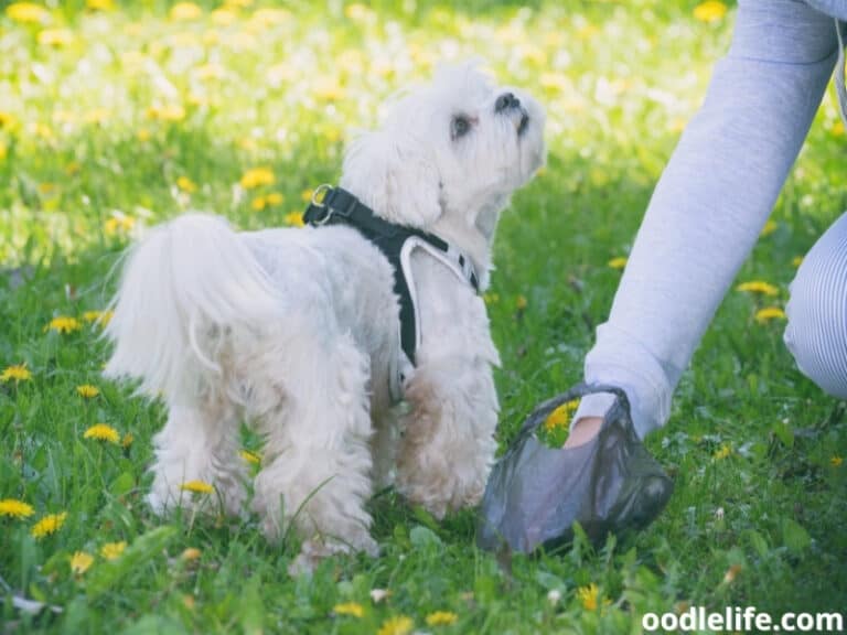 Dog Poop Is DRY And Crumbly [11 Causes] Oodle Life