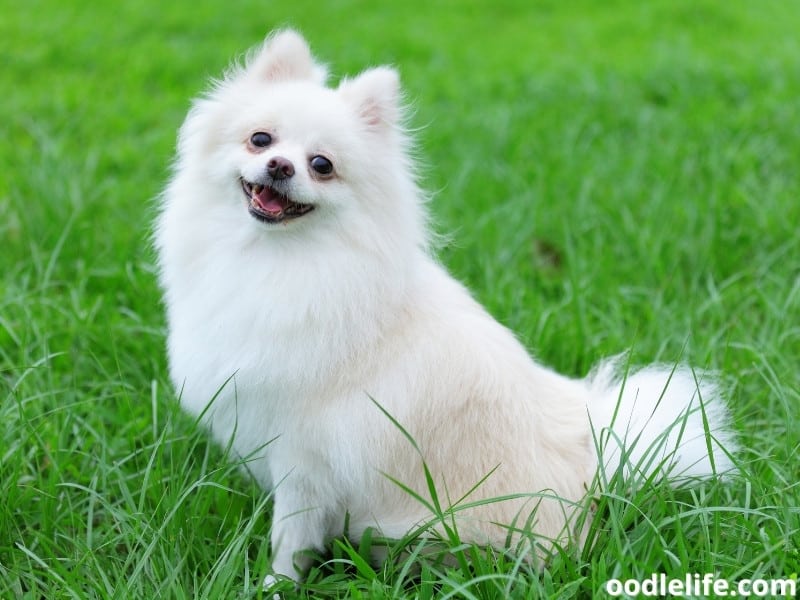 Pomeranian on the grass