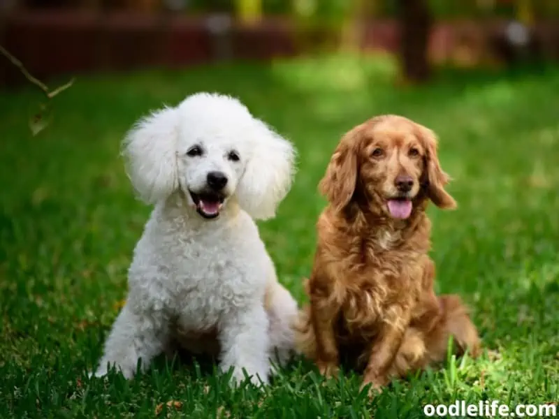 poodle and cocker spaniel