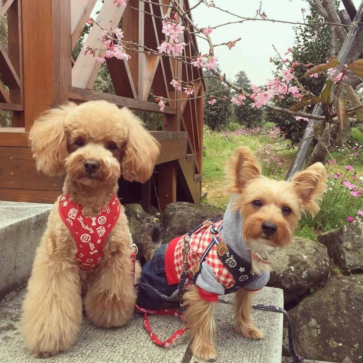 Poodle and Yorkie outdoors