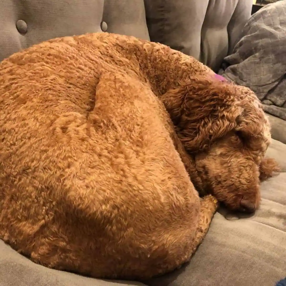 Poodle curls to sleep