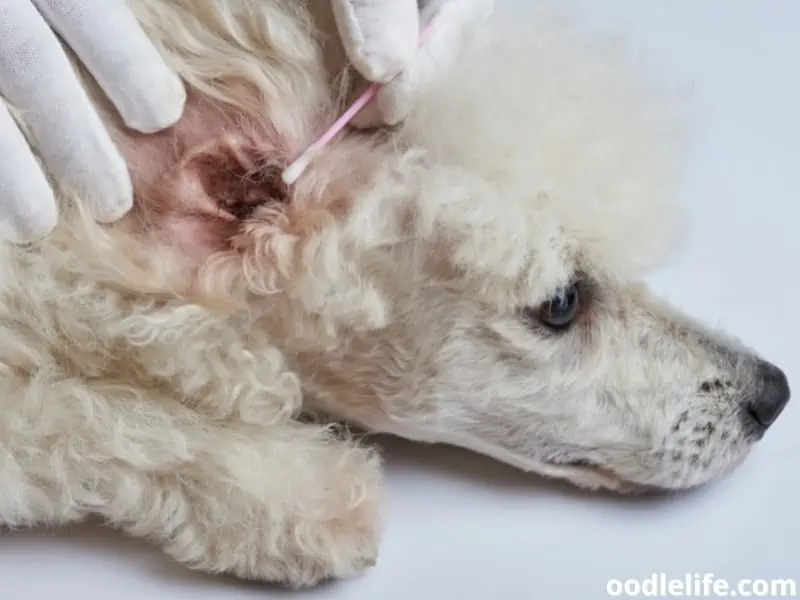 poodle ear cleaning