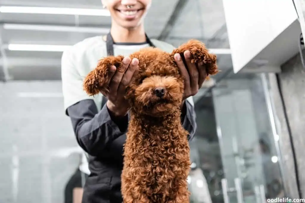 groomer holding poodle ears