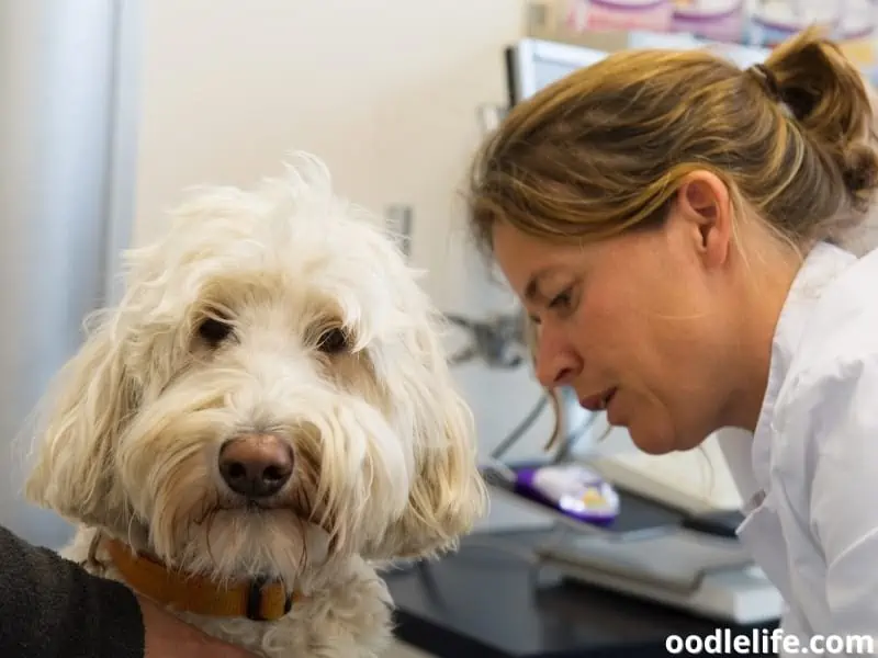 poodle getting checked by vet