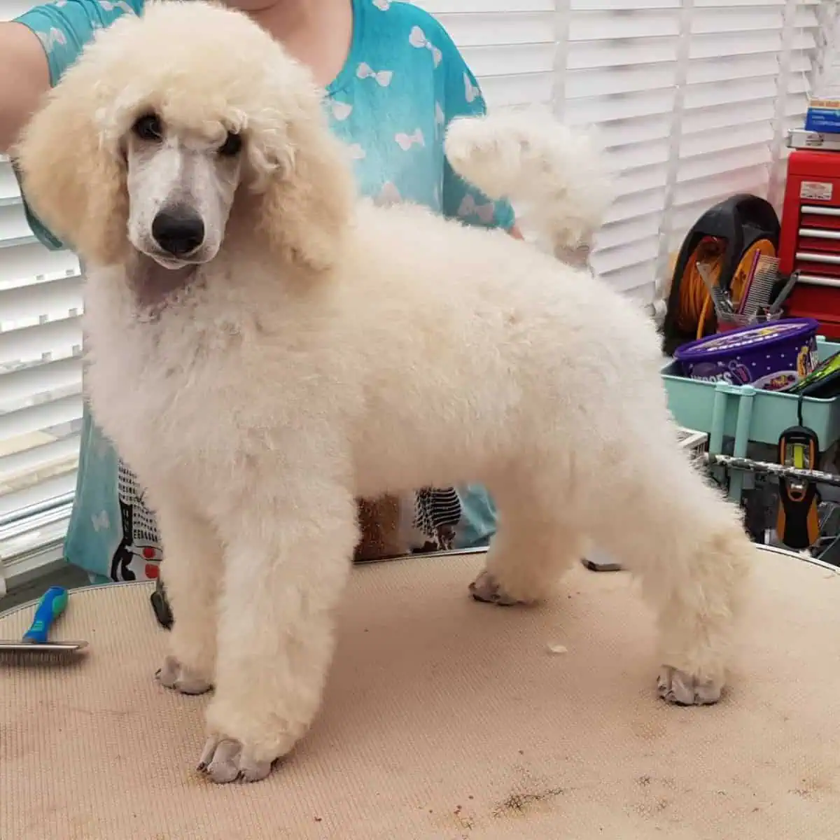 Poodle got hair brushed