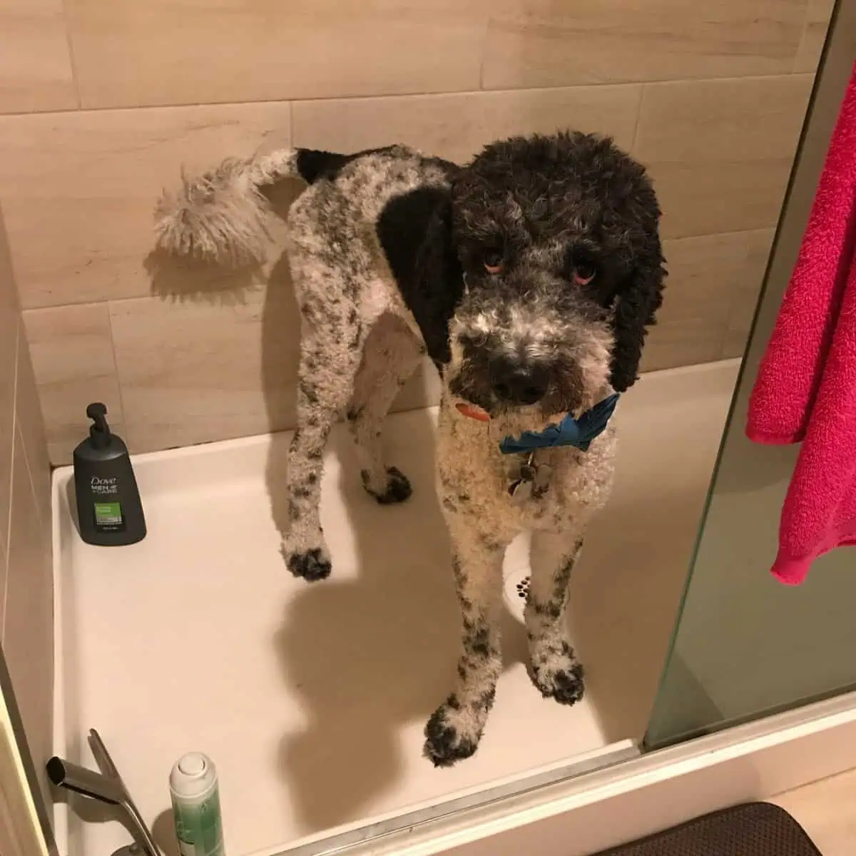 poodle is in the shower