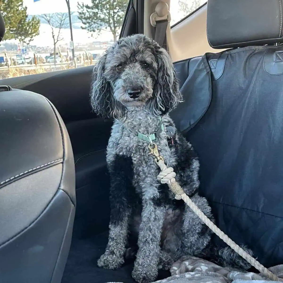 Poodle left inside the car