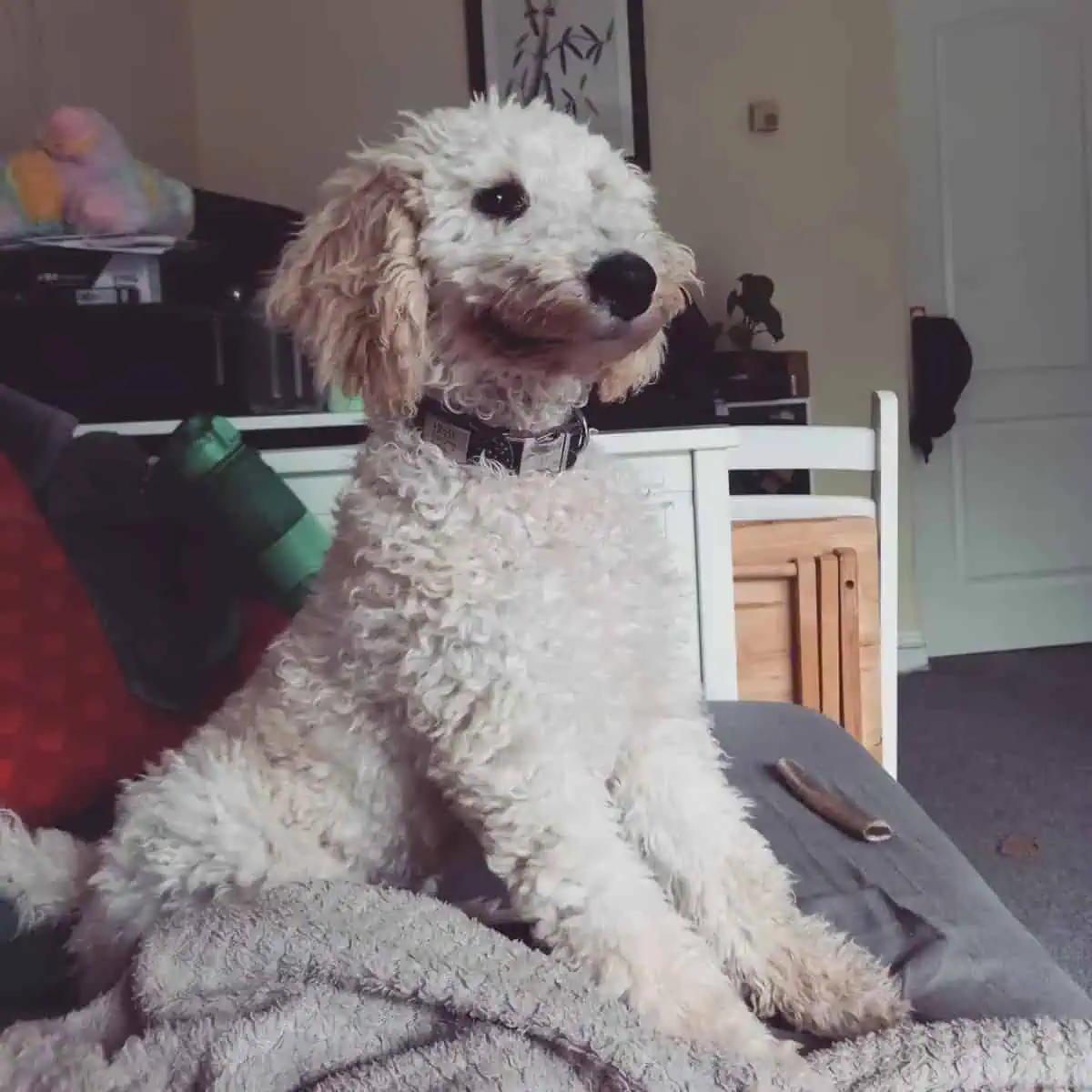 Poodle listening to a command