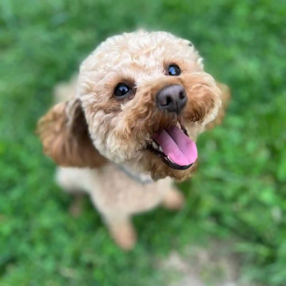 Poodle looks bothered reaching owner