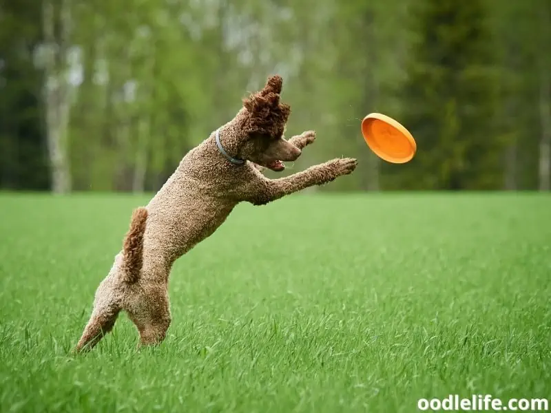 poodle playing with a toy