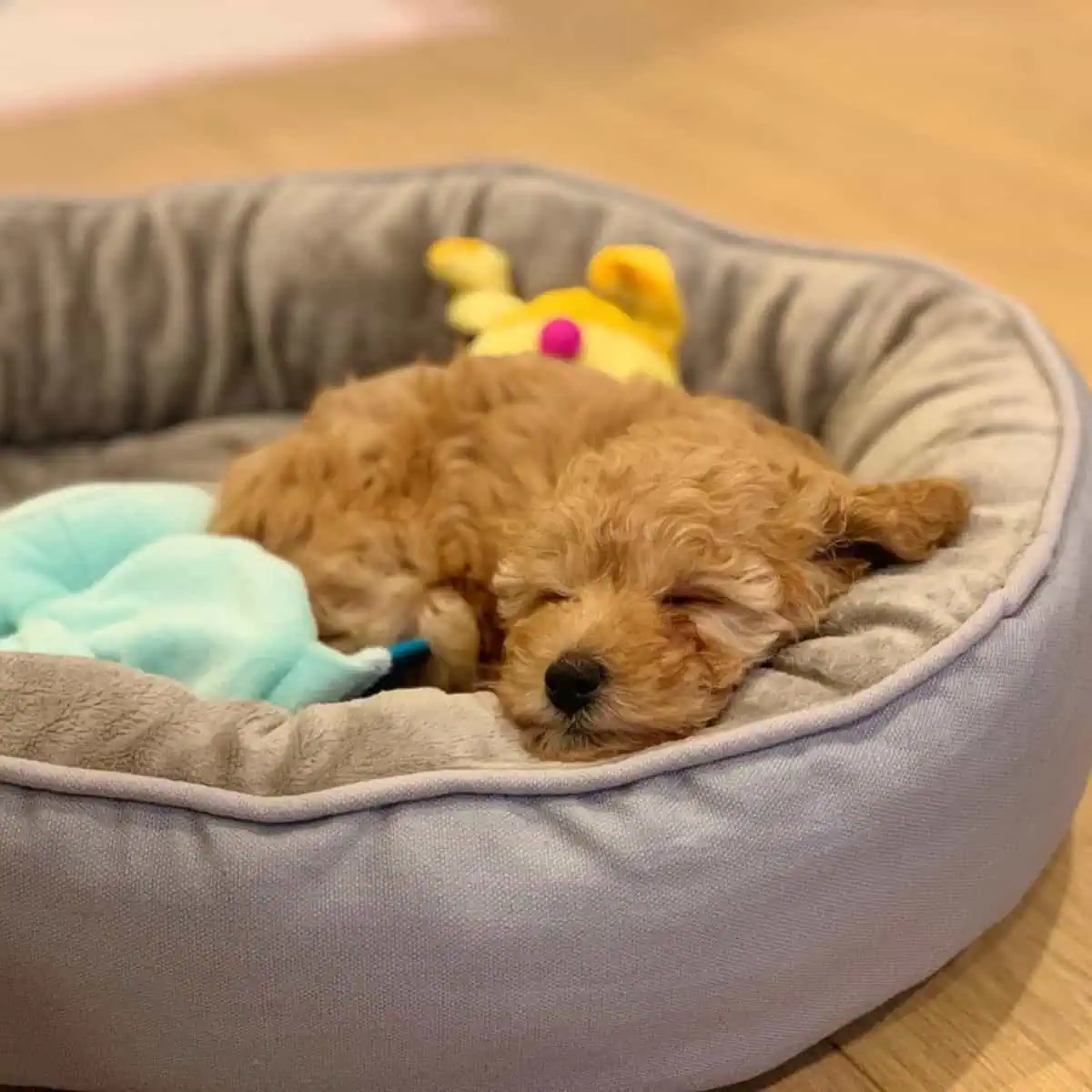Poodle puppy deep sleep