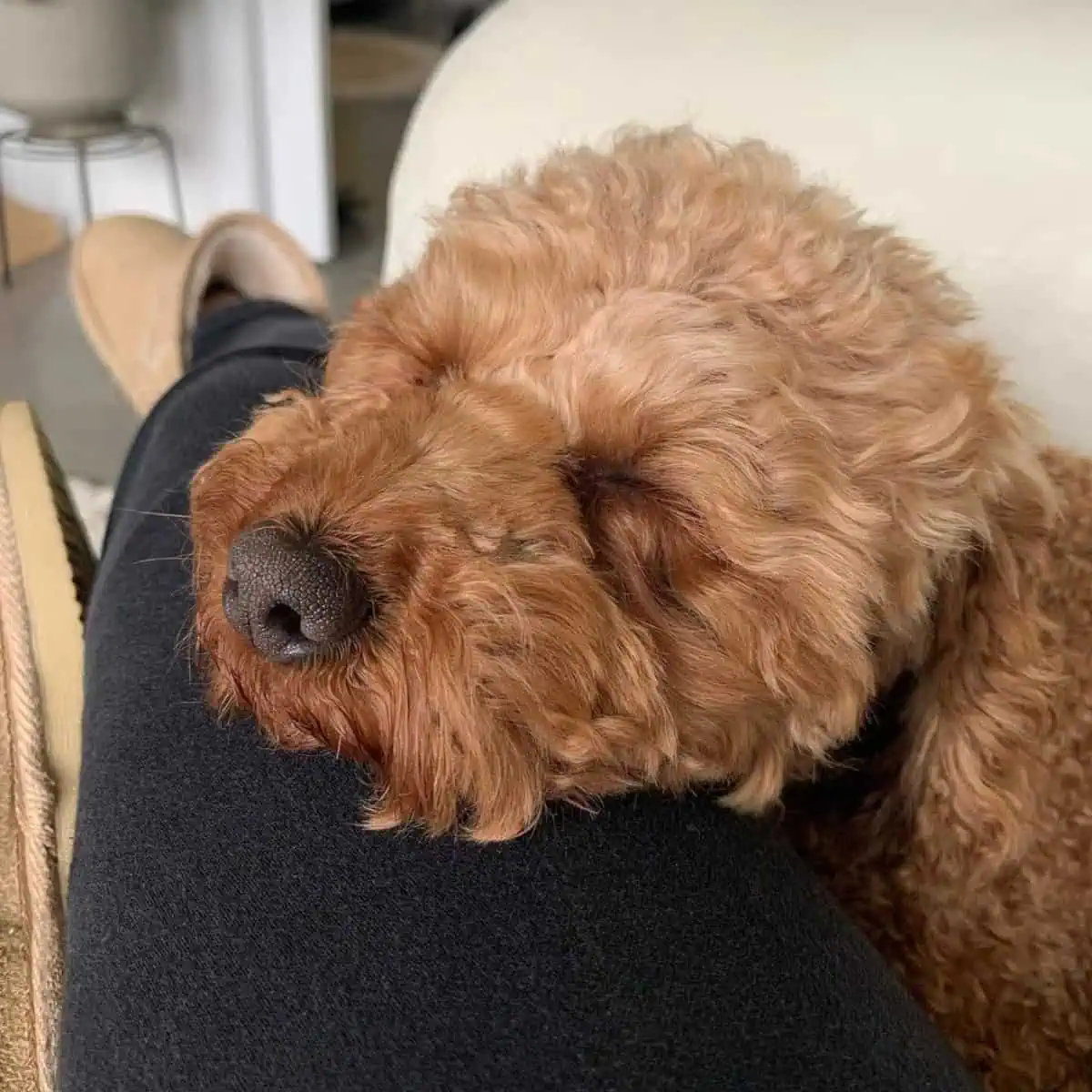 Poodle trying to sleep