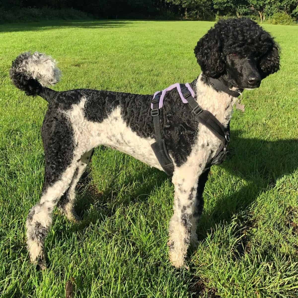 Poodle under the sun
