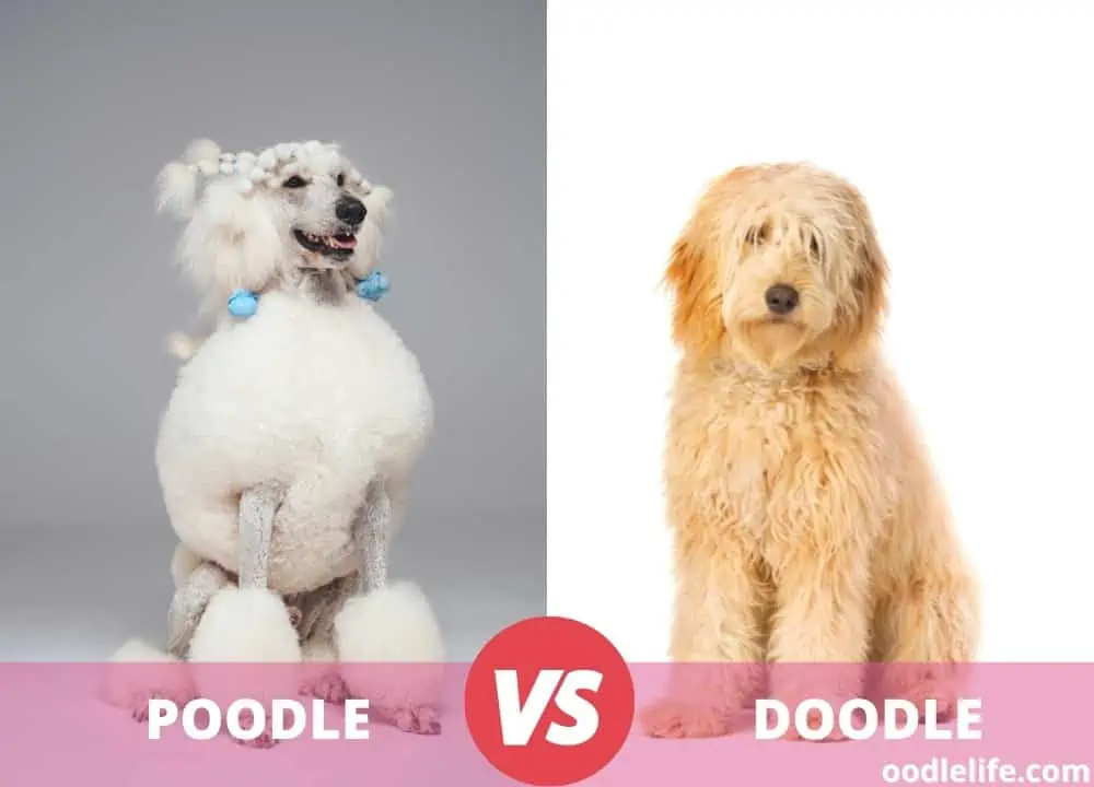 poodle vs doodle