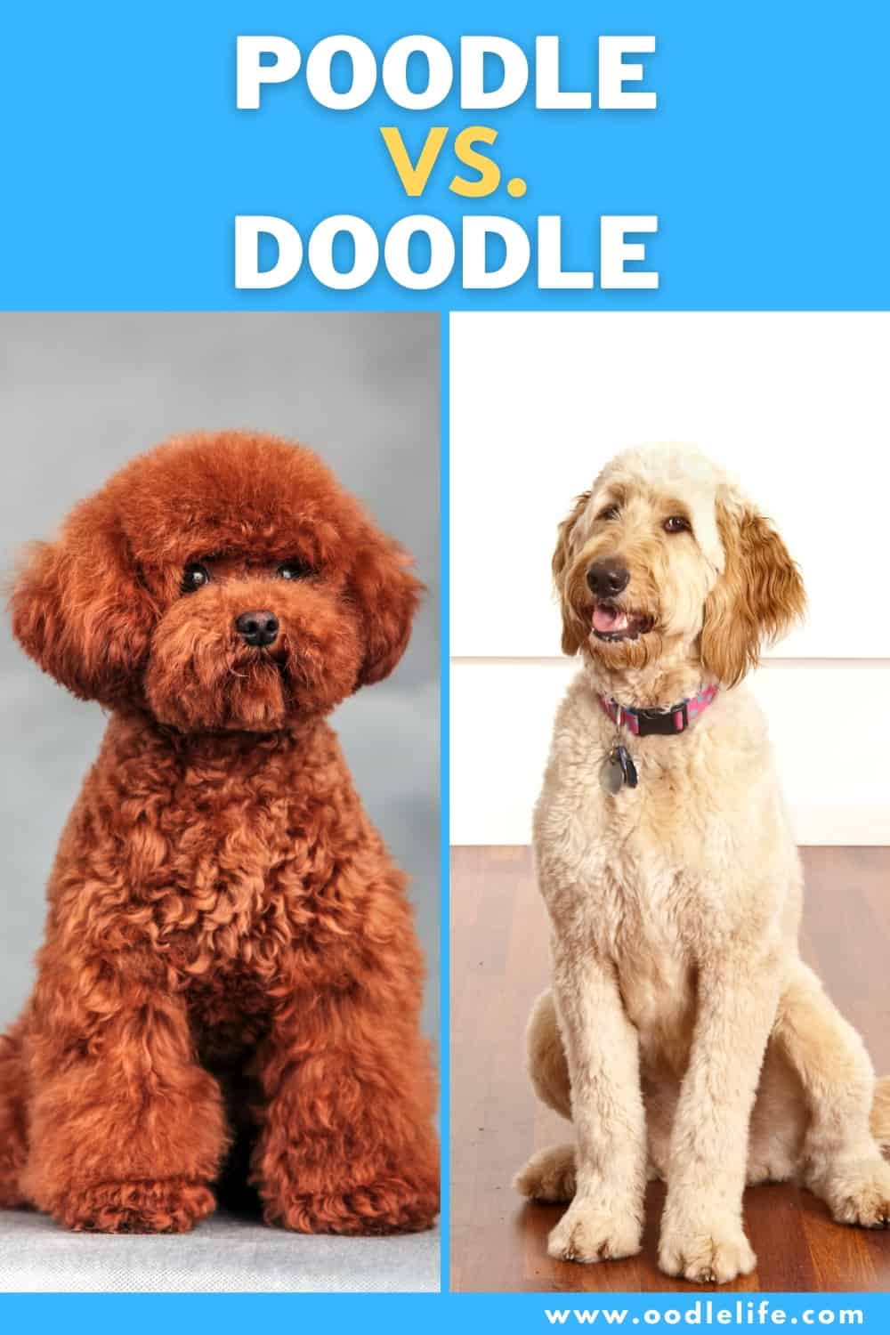 Poodle Vs Doodle [Which Way To Go?] Oodle Life