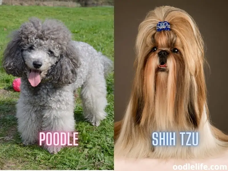 poodle vs shih tzu coats