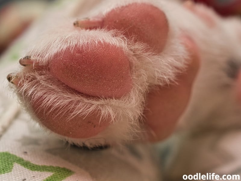 puppy pink paw