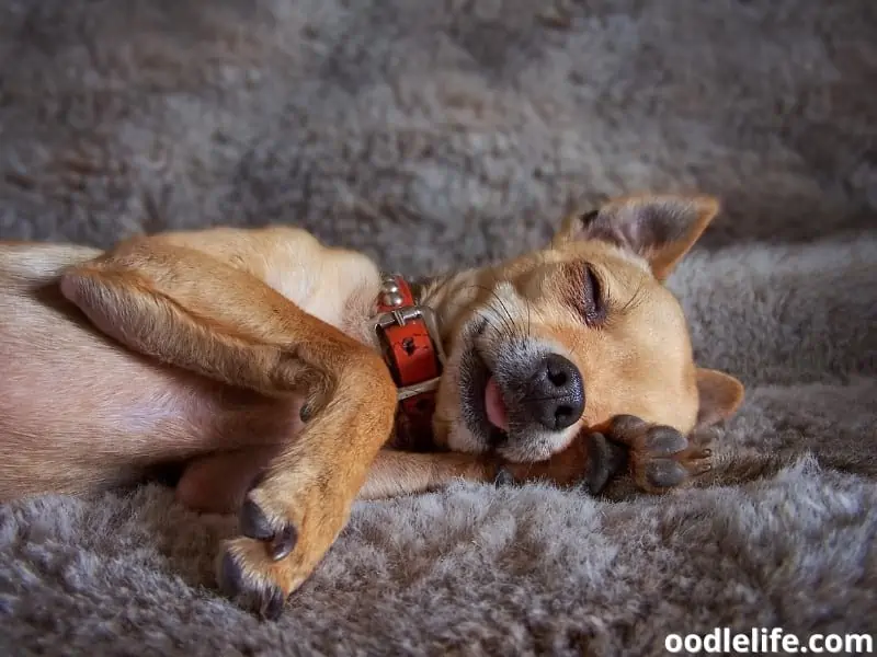 puppy sleeping on a blanket