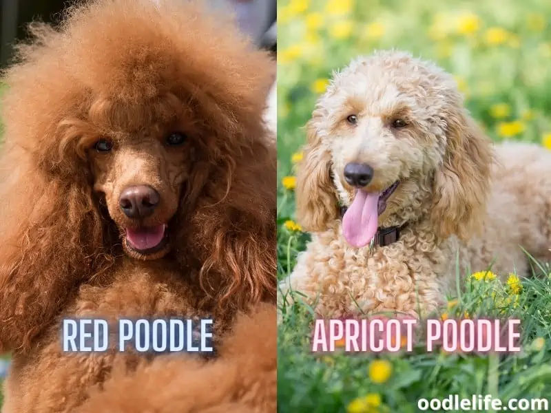 red and apricot poodles tongues out