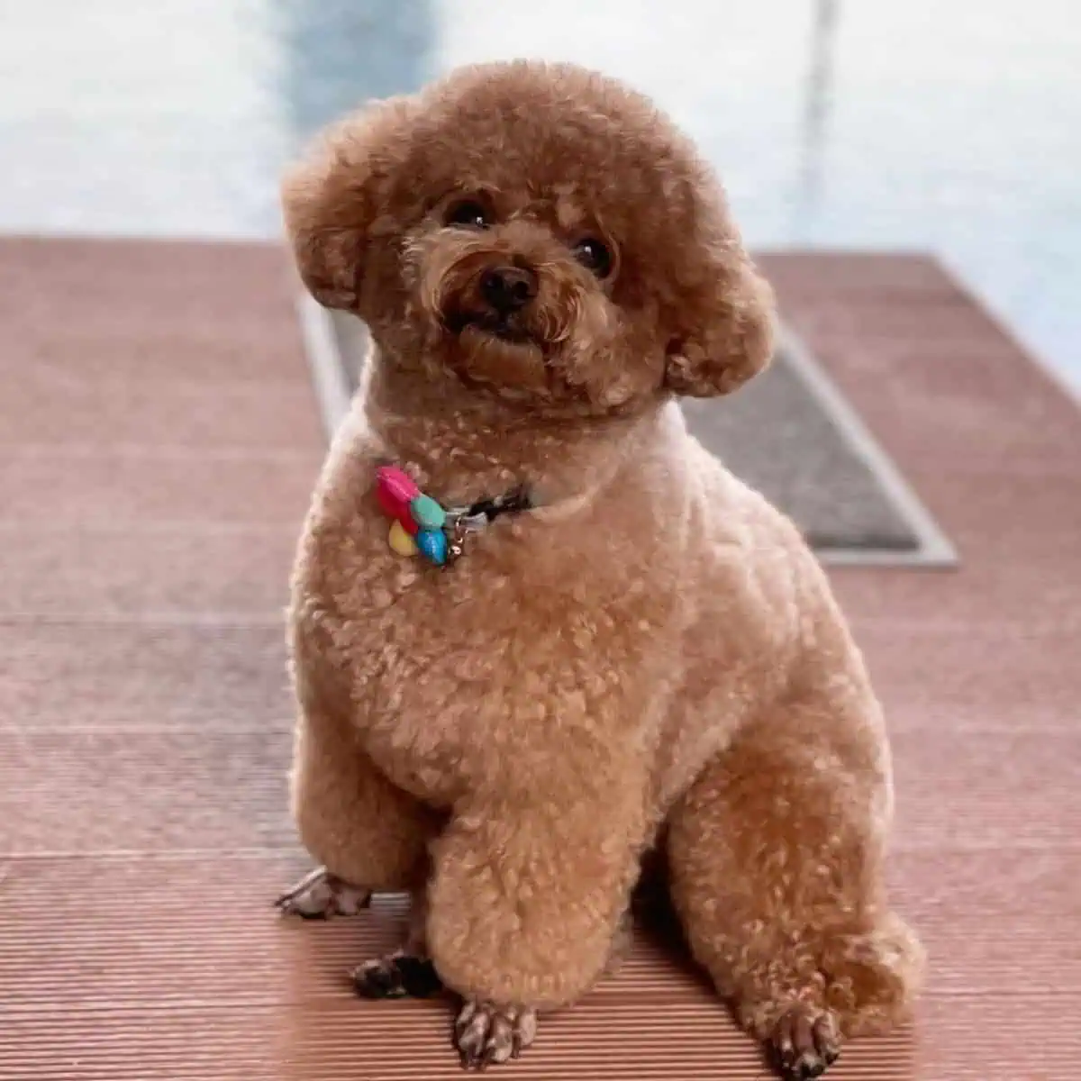 relaxed and happy Toy Poodle