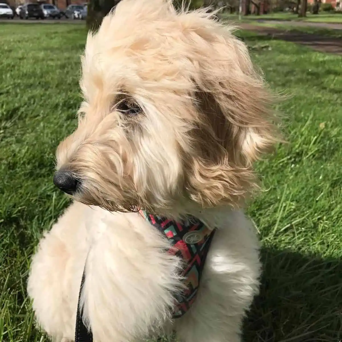relaxed Goldendoodle at the park