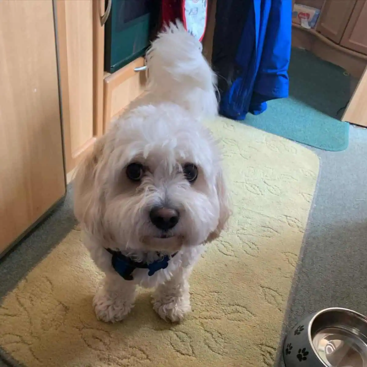roaming Cavapoo alert around food bowl