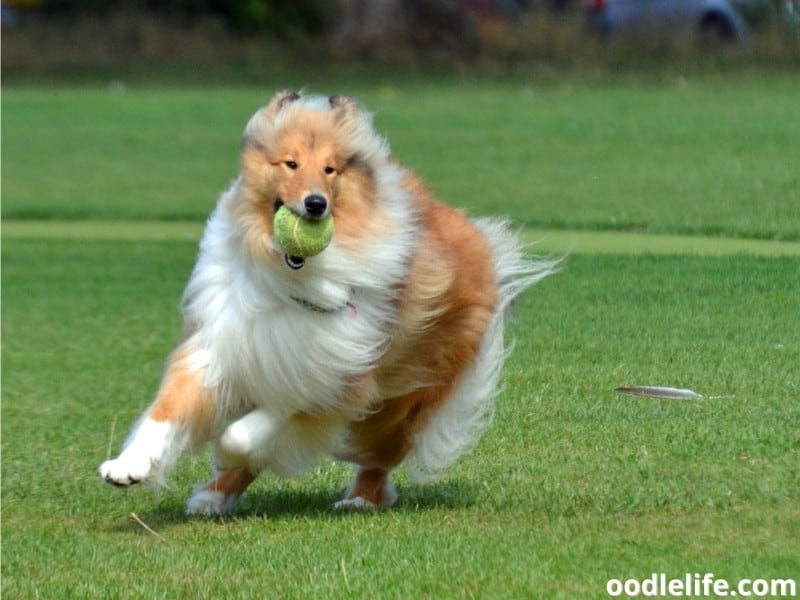 rough collie with a ball