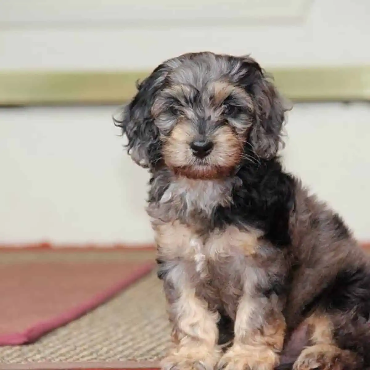 sable phantom blue merle puppy sitting