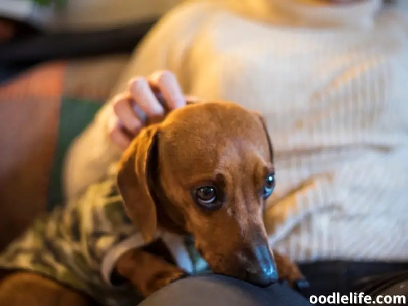 sad dog with owner