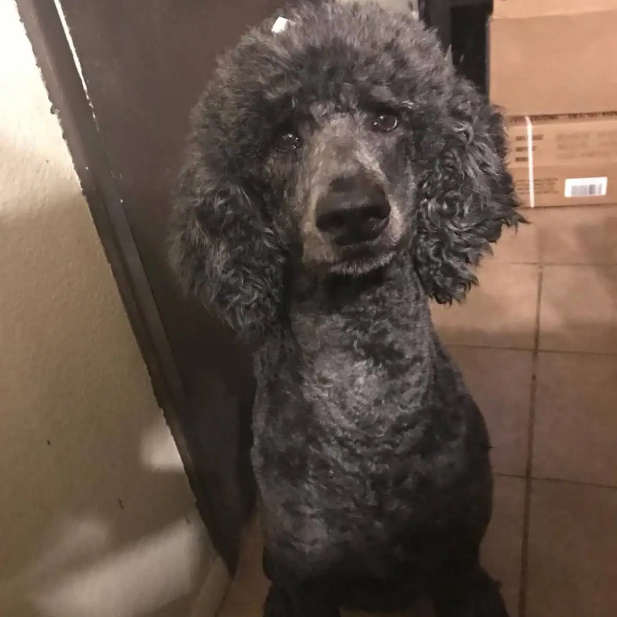 scared Poodle after grooming