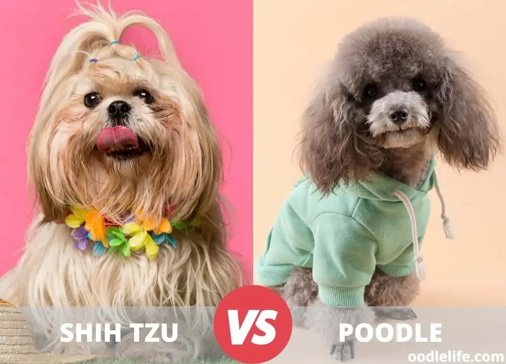 shih tzu vs poodle
