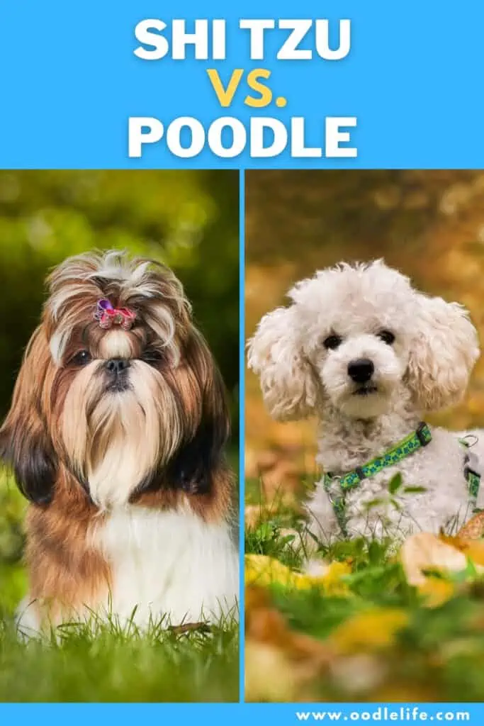 shih tzu vs poodle