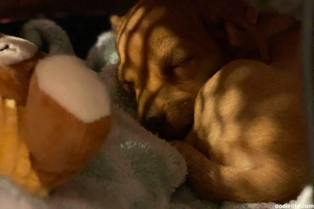 short haired brown puppy sleeping in a crate