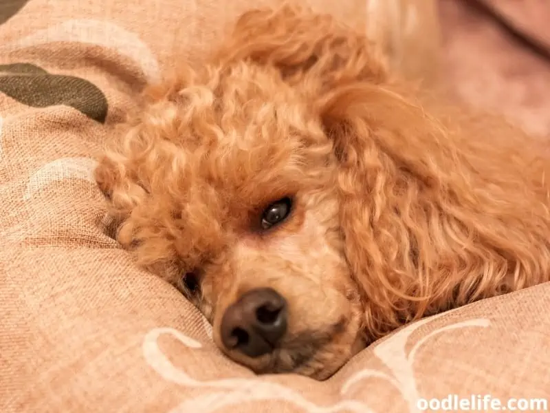 sick brown poodle