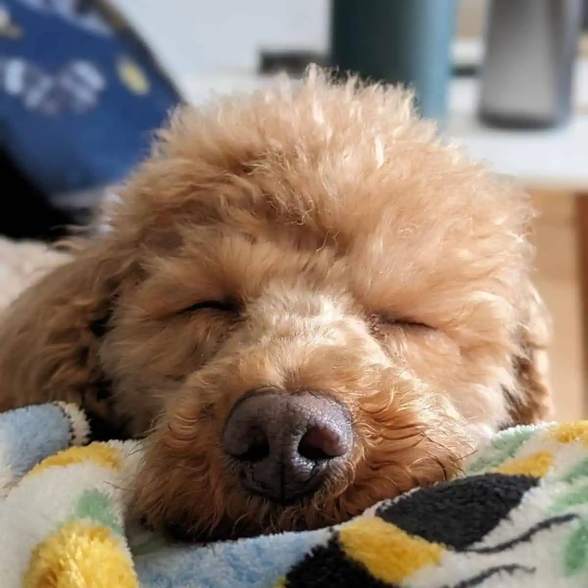 sick Poodle got to sleep