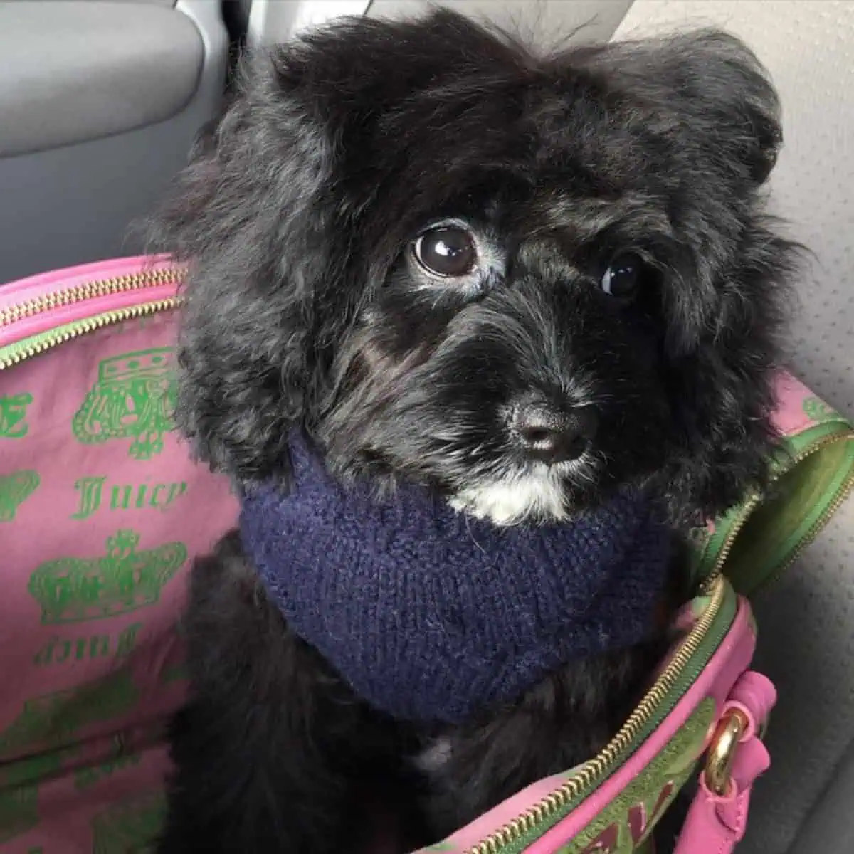 sitting Cavapoo in car