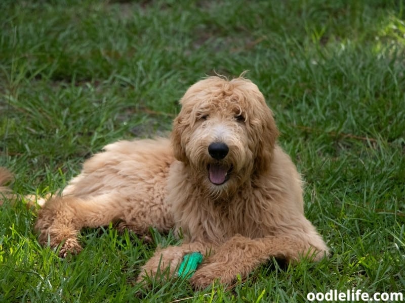 sitting on the grass