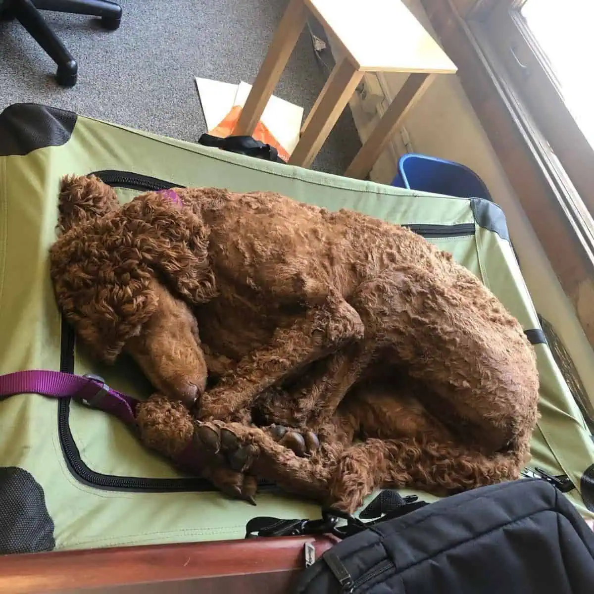 sleeping Poodle on top of crate