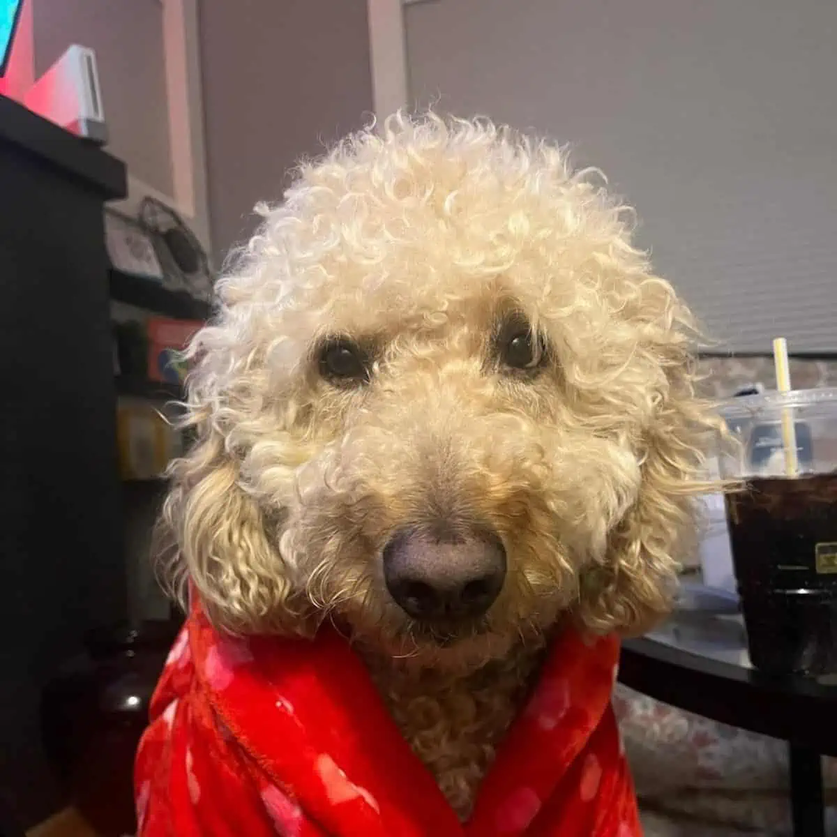 sleepy Goldendoodle needs quick brush