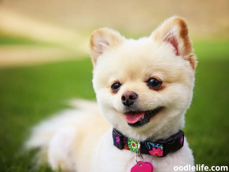 small dog with a collar
