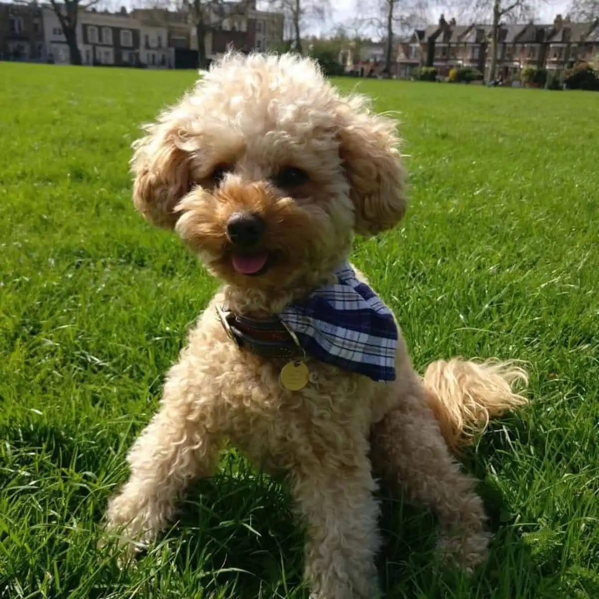 spring time for Poodle