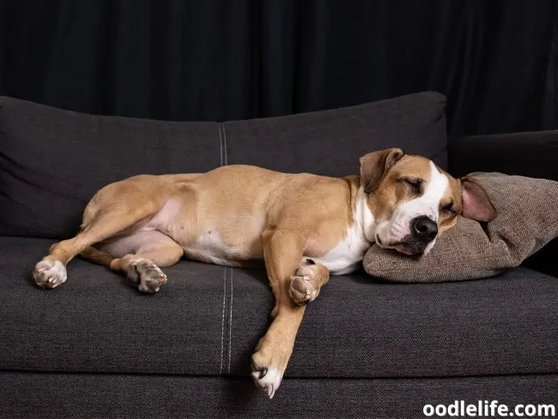 Staffordshire Terrier sleeping