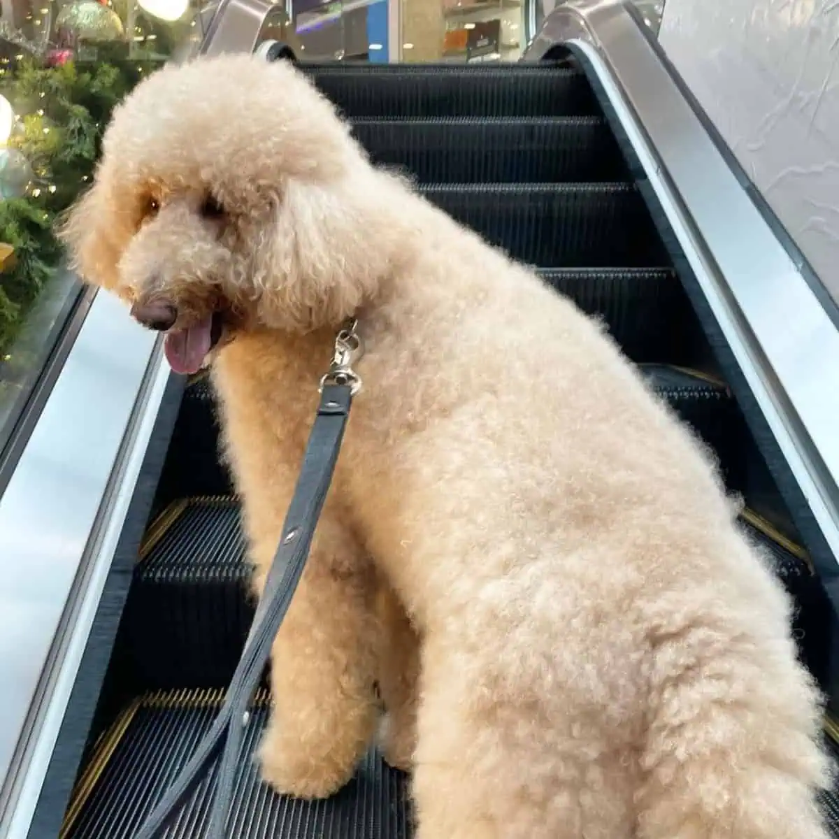 Standard Poodle on a holiday